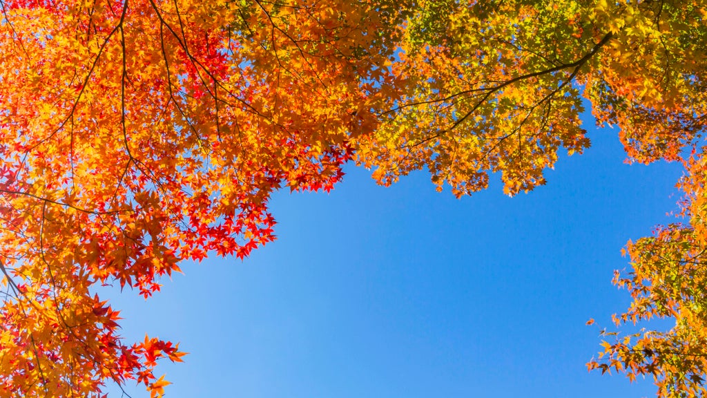 Sunny Friday in Twin Cities with mostly dry Halloween weekend — Chaska Sports news