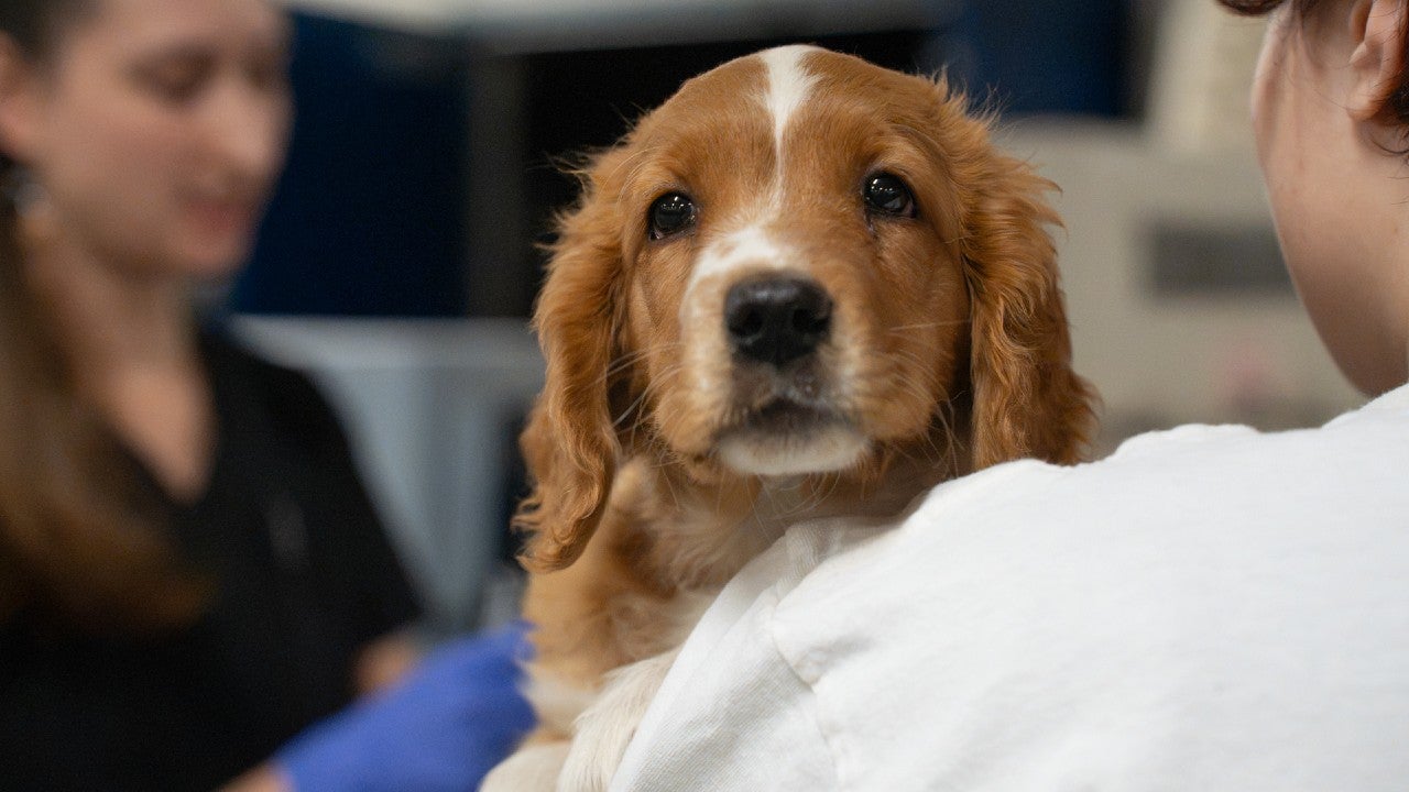 Dogs rescued from an unlicensed breeder in Cass County receiving care at AHS.