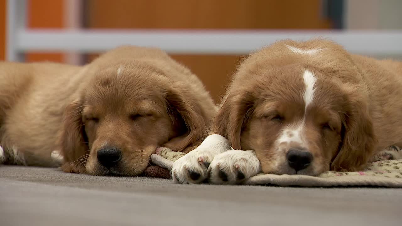 36 dogs rescued from unlicensed breeder in Cass County — Chaska Community news